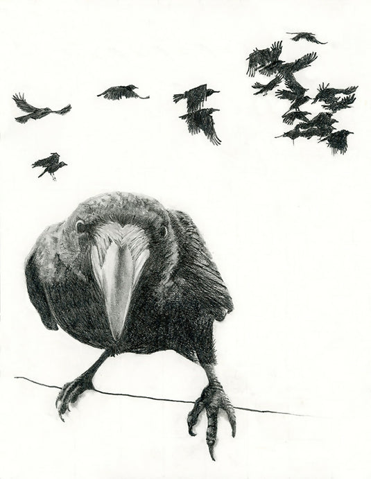 Common Raven with Murder of Crows Graphite Print