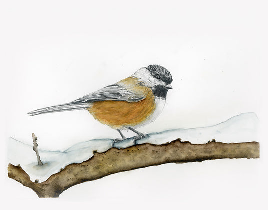 Black-Capped Chickadee Watercolor Print