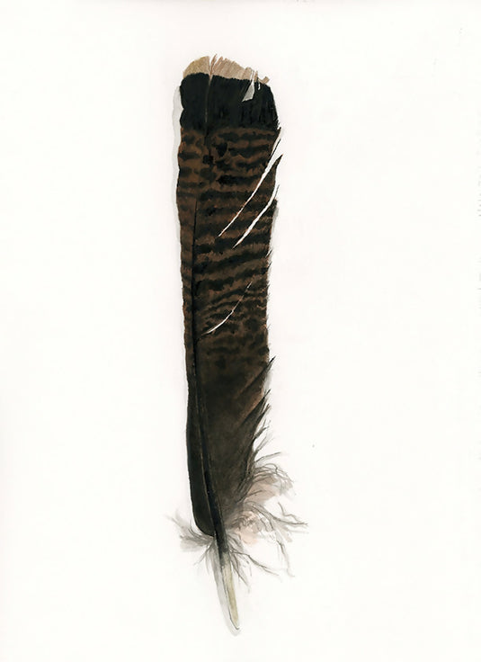 Wild Turkey Tail Feather Watercolor Print I