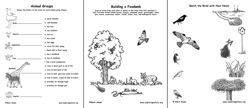 Load image into Gallery viewer, Wild Science – Activity Book
