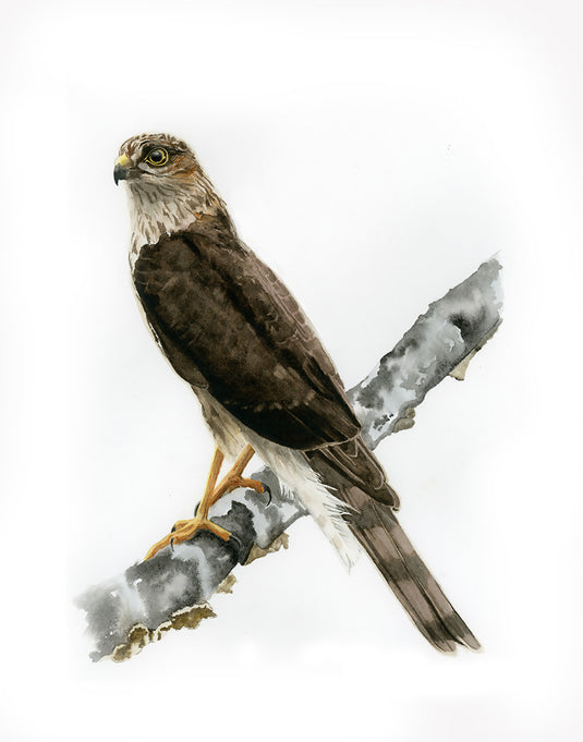 Sharp-Shinned Hawk Watercolor Print