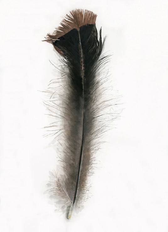 Wild Turkey Downy Tail Feather Watercolor Print