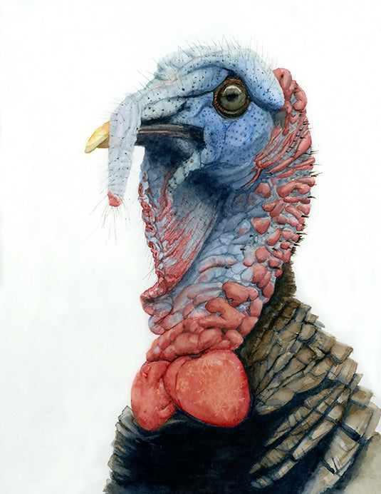 Wild Turkey Watercolor Print