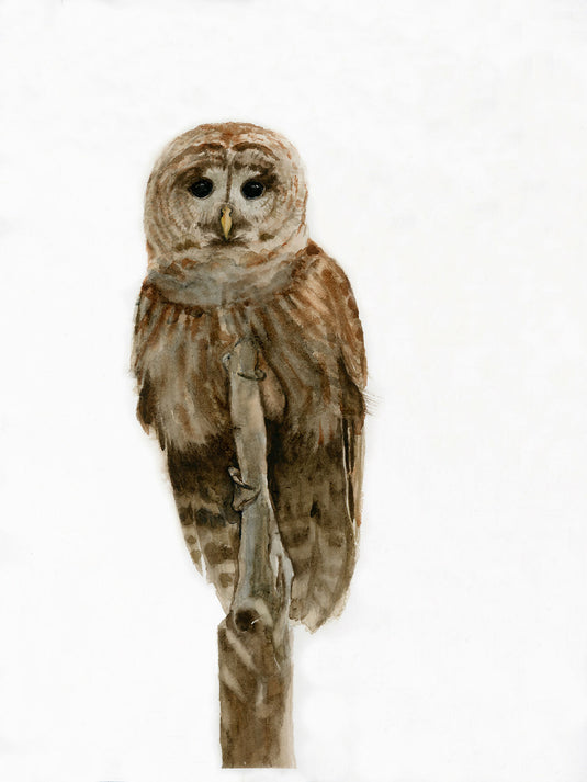 Barred Owl Watercolor Print
