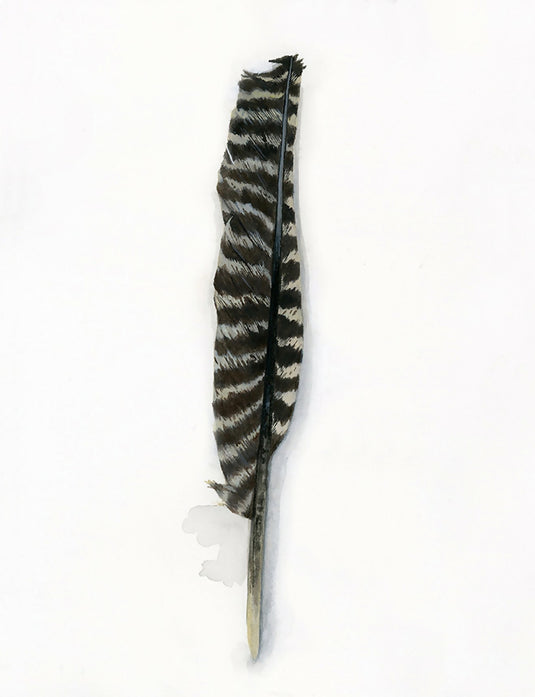 Wild Turkey Wing Feather Watercolor Print