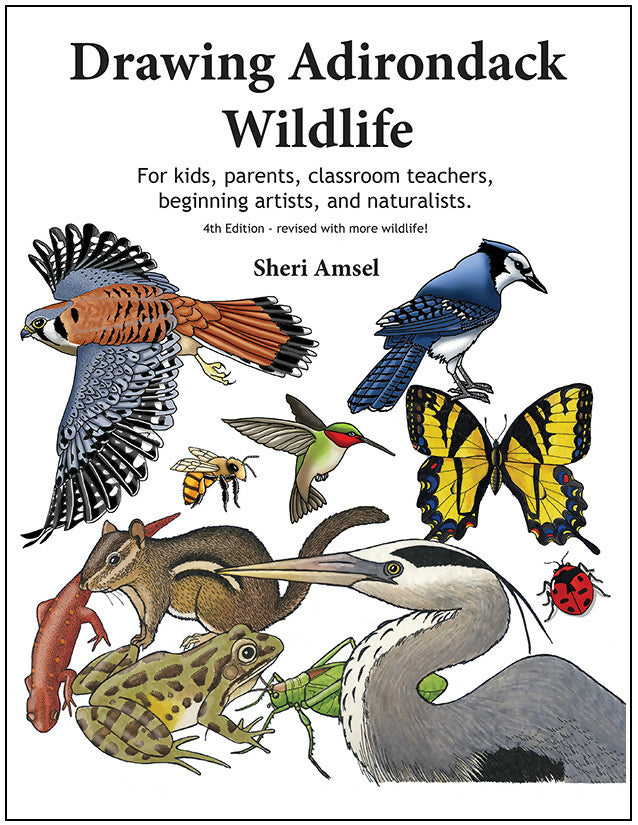 Load image into Gallery viewer, Drawing Adirondack Wildlife
