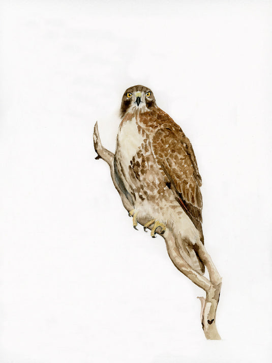 Red-tailed Hawk Watercolor Print