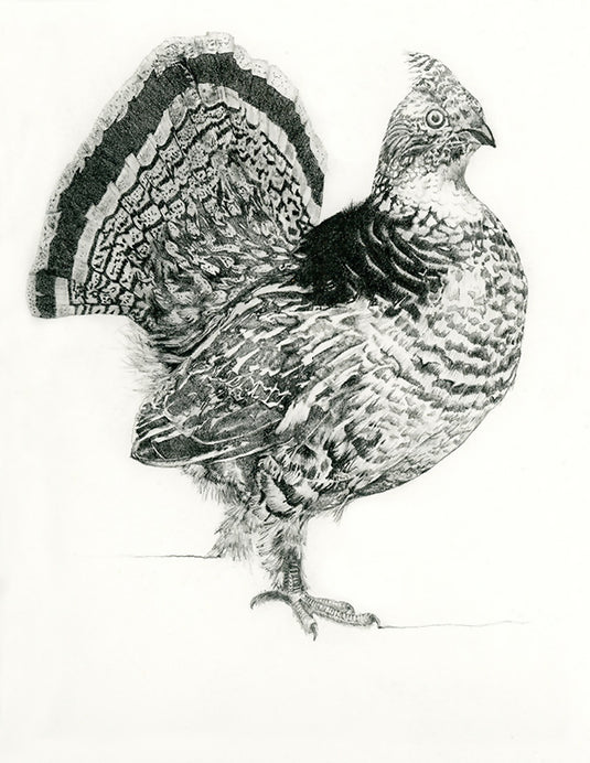 Ruffed Grouse Graphite Print