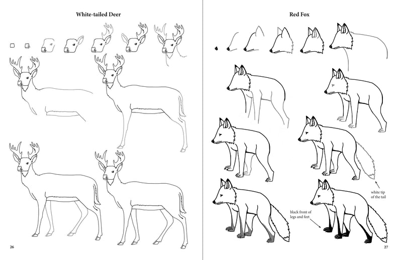 Load image into Gallery viewer, Drawing Adirondack Wildlife
