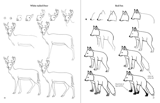 Drawing Adirondack Wildlife