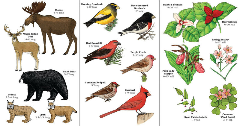 Load image into Gallery viewer, Adirondack Nature Guide
