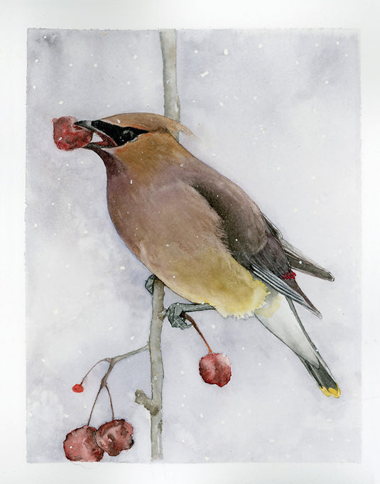 Cedar Waxwing Watercolor Print