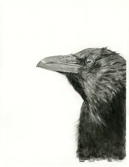 American Crow Watercolor Print
