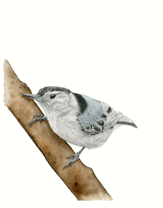 White-breasted Nut Hatch Watercolor Print