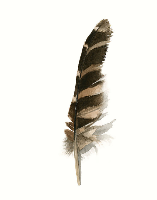 Barred Owl Wing Feather Watercolor Print