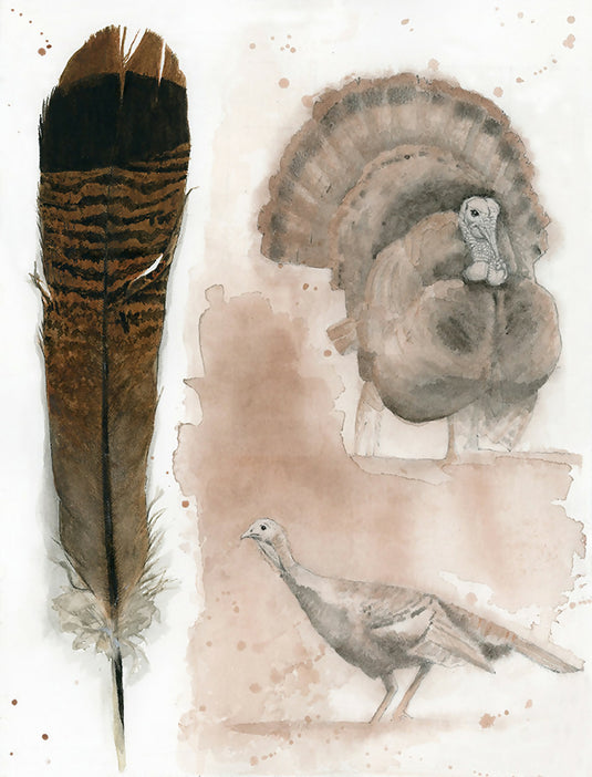 Wild Tom Turkey and Female with Feather Watercolor Print